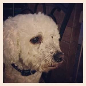 Meet your Posher, Angeles